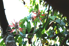 Erythrina standleyana